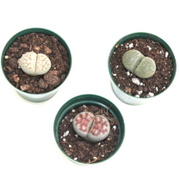 2" Lithops Living Stones